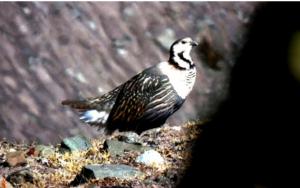 Himalayan Snowcock