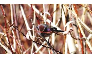 White-browed Tit Warbler