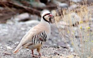 Chukar Partridge (sRakpa)