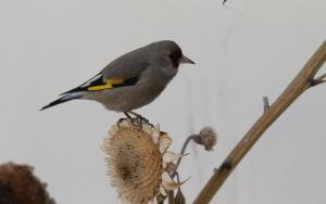 Europian Goldfinch