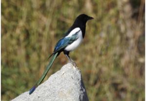 Eurasian / Black-billed Magpie