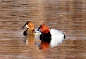 Common Pochard (Chub ja Gomar)