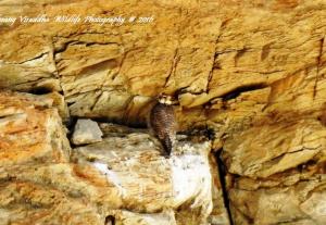 Saker Falcon 