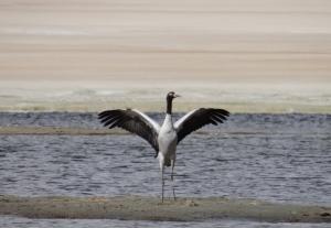 Black-necked Crane (Cha Thung Thung)