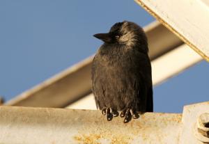 Jack Daw (Forok migkar)