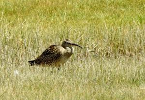 Whimbreal 