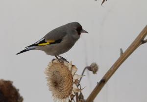 Europian Gold Finch