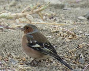 Common Chaff Finch