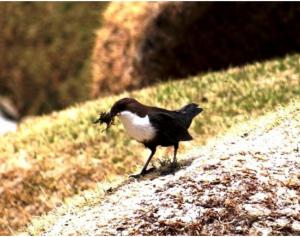 White-throated Dipper 