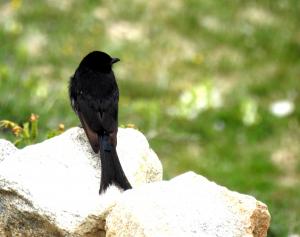 Black Drongo 