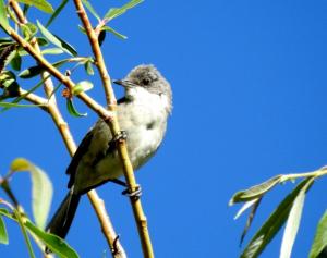 Great White-throat