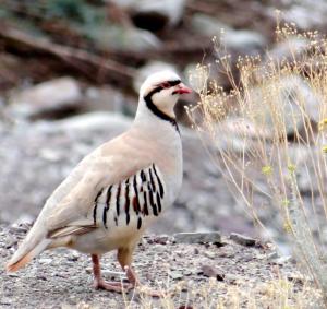 Chukar Partridge (sRakpa)