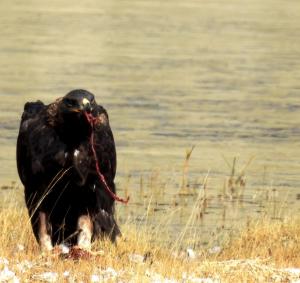 Golden Eagle (Lag Nag / Thang Nag)