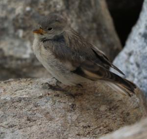 Tibetan Snowfinch