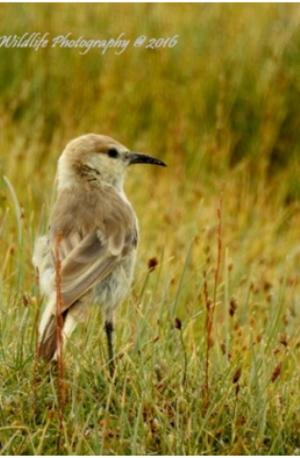 Humme's Ground Pecker