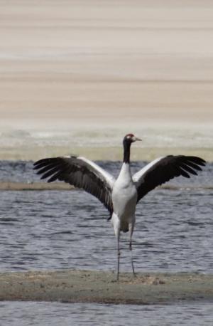 Black-necked Crane (Cha Thung Thung)