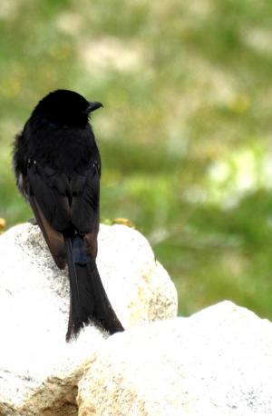 Black Drongo 