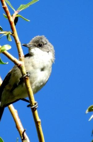 Great White-throat