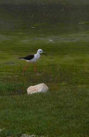 Black Winged Stilt