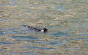 Eurasian Otter (Chu-sRam)