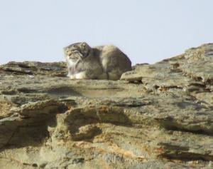 Pallas's Cat  (Ribilik)