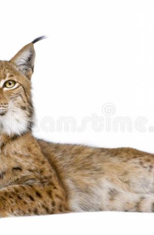 Eurasian Lynx (lynx lynx)  Ee